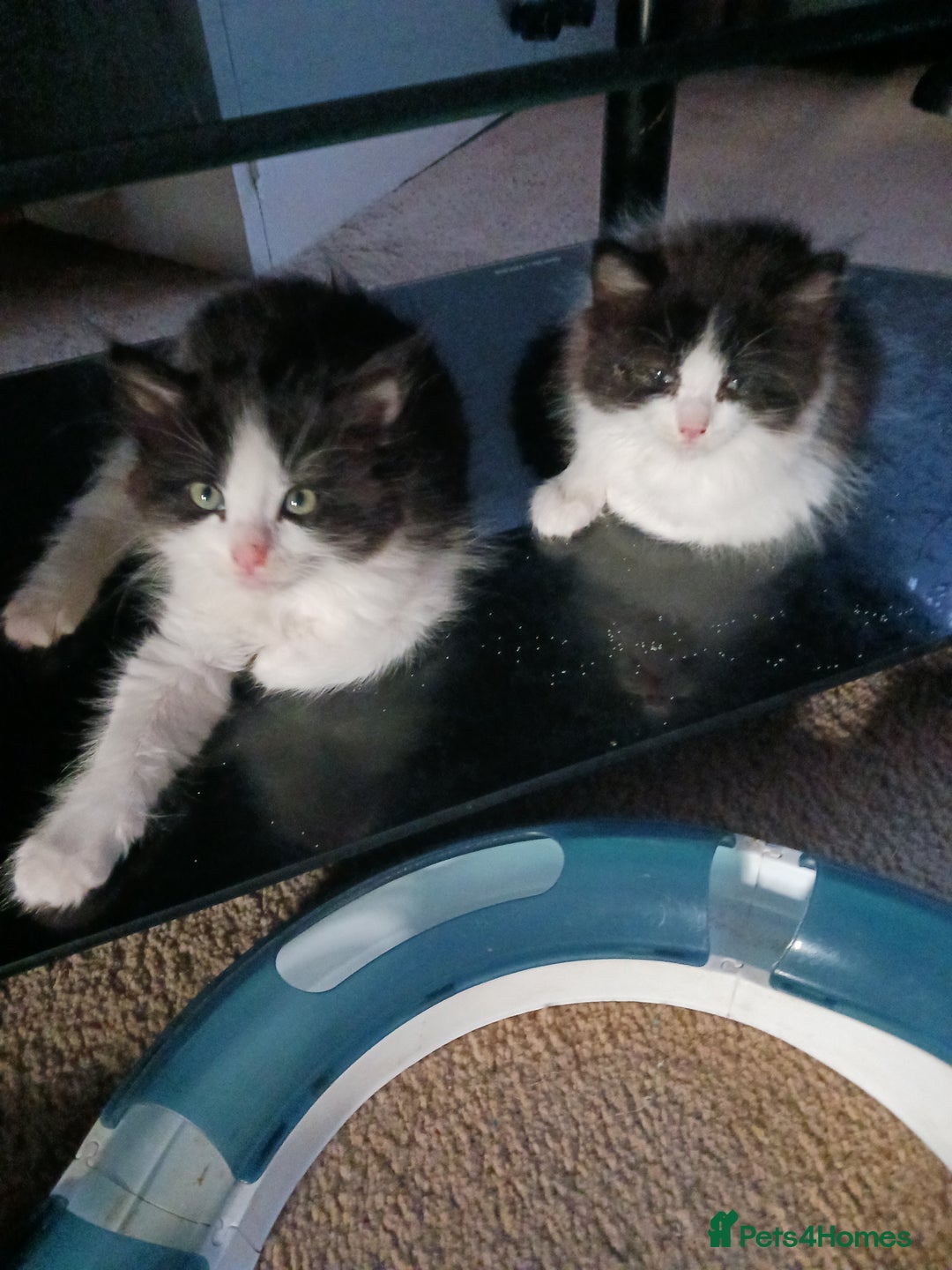 Ragdoll cats for sale: CUTE SOLID RAGDOLL KITTENS  - Image 13