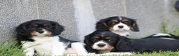 Cavalier King Charles Spaniel dogs for sale: Beautiful Cavalier King Charles Spaniel puppies - Advert 27