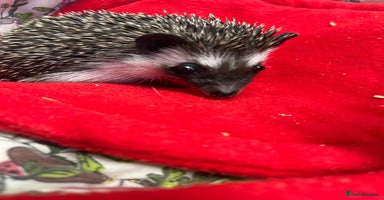 Pygmy Hedgehog rodents - Advert 3