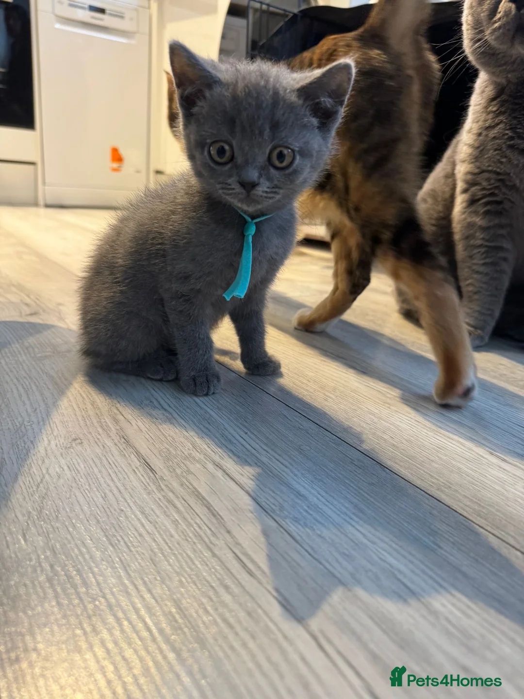 British Shorthair cats for sale: Beautiful British shorthair kittens - Advert 2