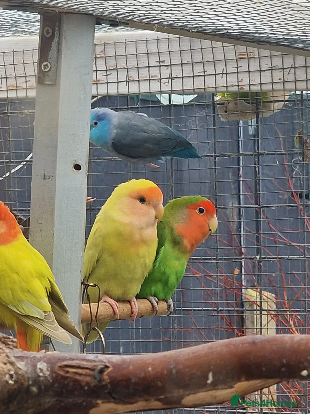 Lovebirds birds for sale: Lovebird Pairs - Advert 10