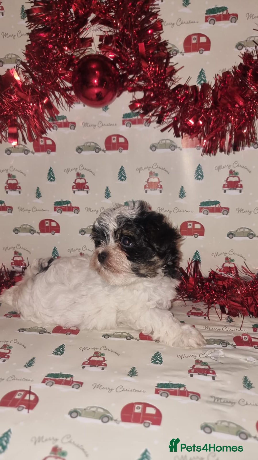 Biewer Terrier dogs for sale: Stunning biewer tirrer boys - Advert 4