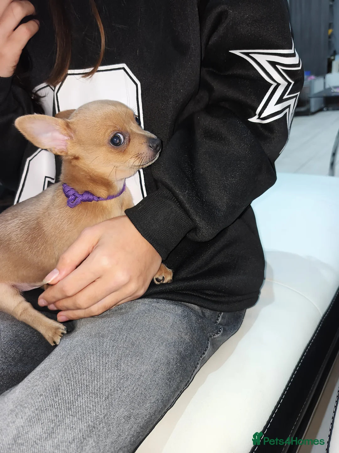 Chihuahua dogs for sale: 🐾Beautiful Xmas Day Chihuahua Puppies-Ready Now🐾 - Advert 7