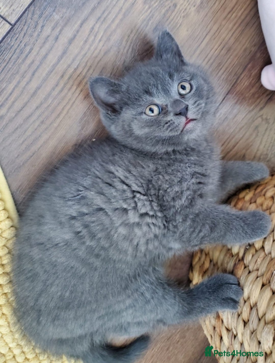 British Shorthair cats for sale: British shorthair kittens😻 - Image 11