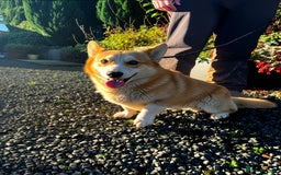 Welsh Corgi Pembroke dogs for sale: Stubby loving Corgi - Advert 1