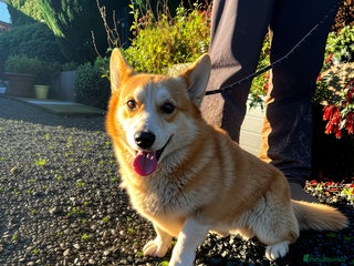 Welsh Corgi Pembroke dogs Stubby loving Corgi - Advert 1