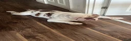 English Bulldog dogs for sale: New English Bulldog PABLO - Advert 17