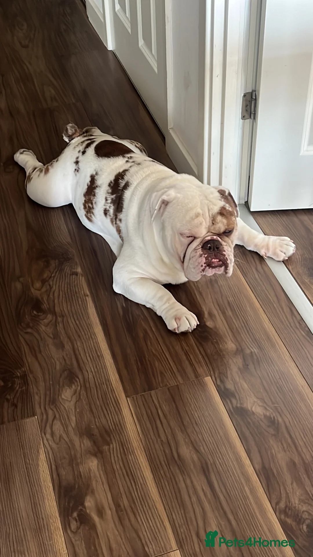English Bulldog dogs for sale: New English Bulldog PABLO - Advert 17