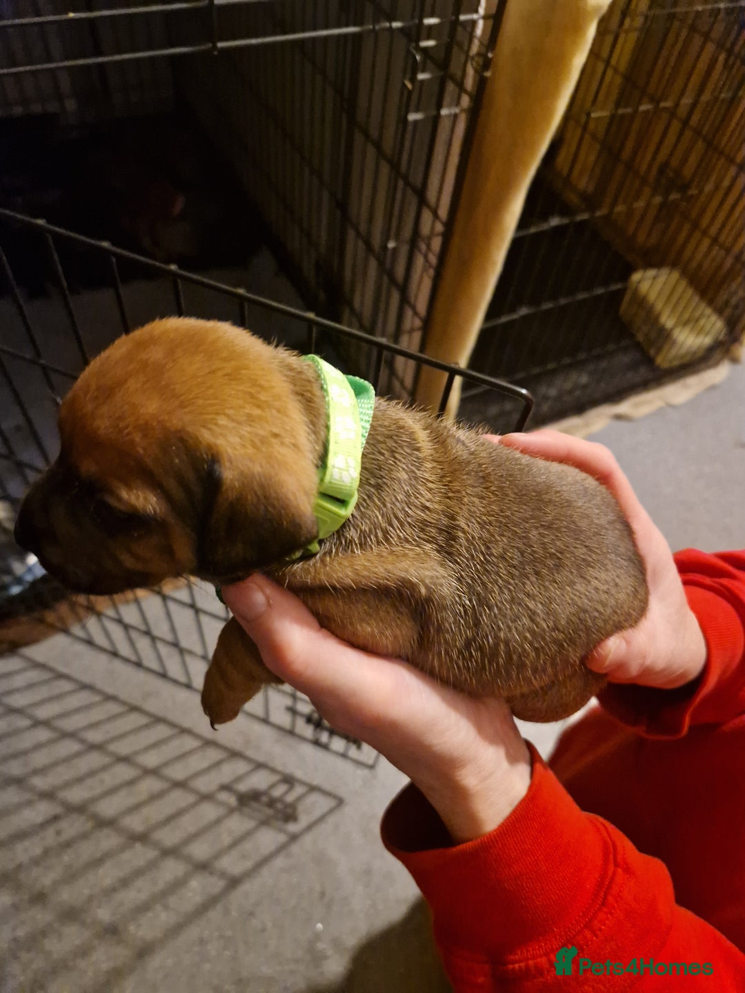 Mixed Breed dogs for sale: Staffy X Miniature Dachsund Puppies - Advert 6