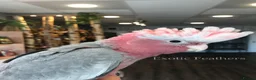 Cockatoo birds for sale: Cuddly Baby Galah Cockatoos For Sale in Bury - Advert 13