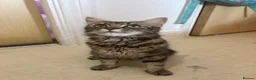 Mixed Breed cats for sale: 2 kittens for sale - Advert 1