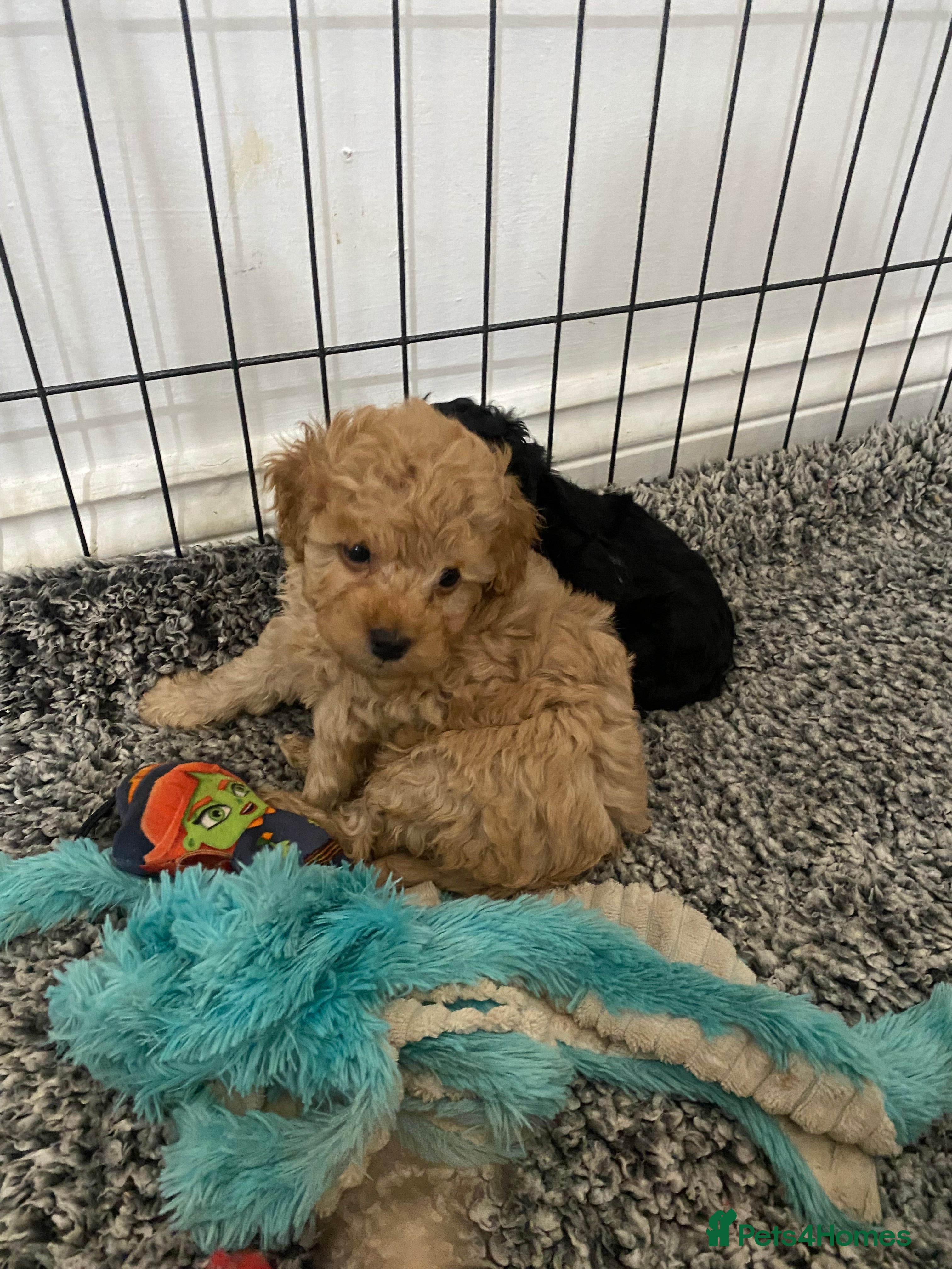 Toy Poodle dogs KC Toy Poodles 5 🌟 Licensed Breeder  - Advert 17