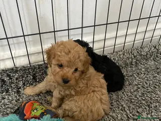 Toy Poodle dogs KC Toy Poodles 5 🌟 Licensed Breeder - Advert 17