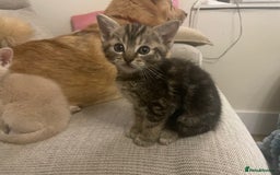 Munchkin cats for sale: Munchkin kittens - 2 left - Advert 19