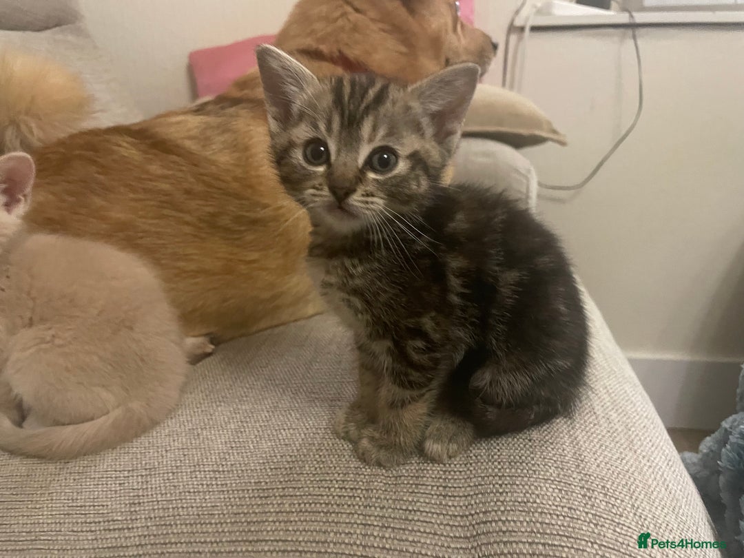 Munchkin cats for sale: Munchkin kittens - 2 left - Advert 19