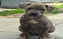 American Bulldog dogs for sale: Ivory 9 week old puppy for sale  - Image 3