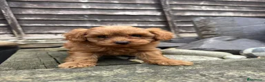 Toy Poodle 4