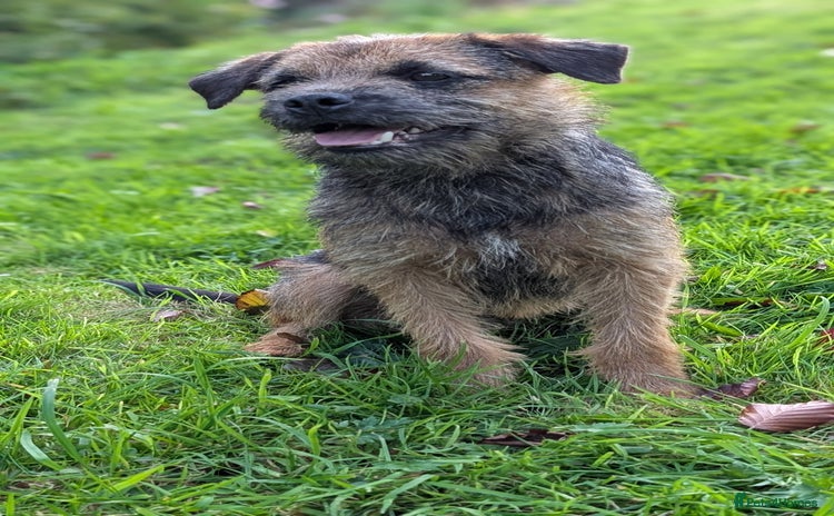 Border Terrier dogs - Advert 1