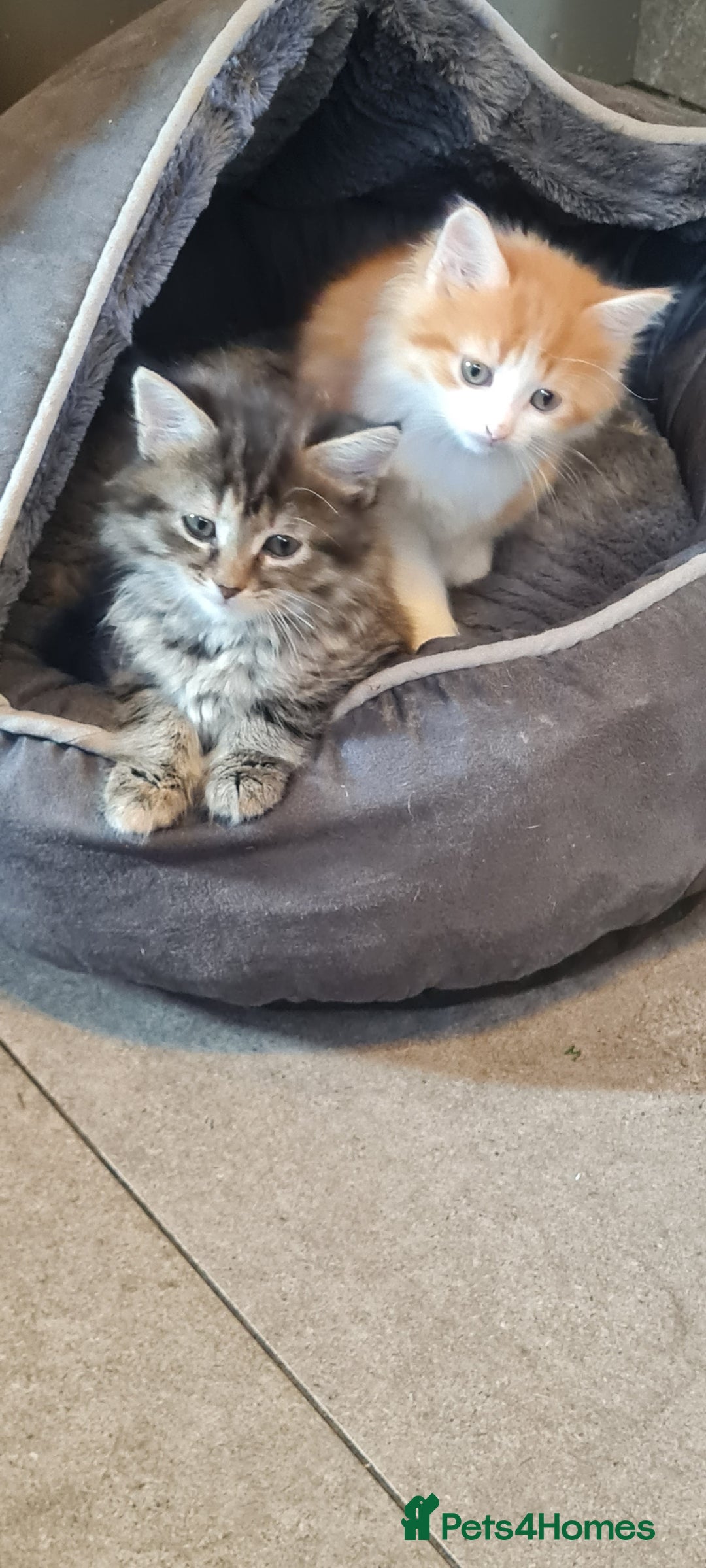 Mixed Breed cats for sale:  2 fluffy female kittens  - Image 2