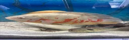 Cichlids fish for sale: Beautiful Oscar pair and 1 rusty pleco - Advert 3