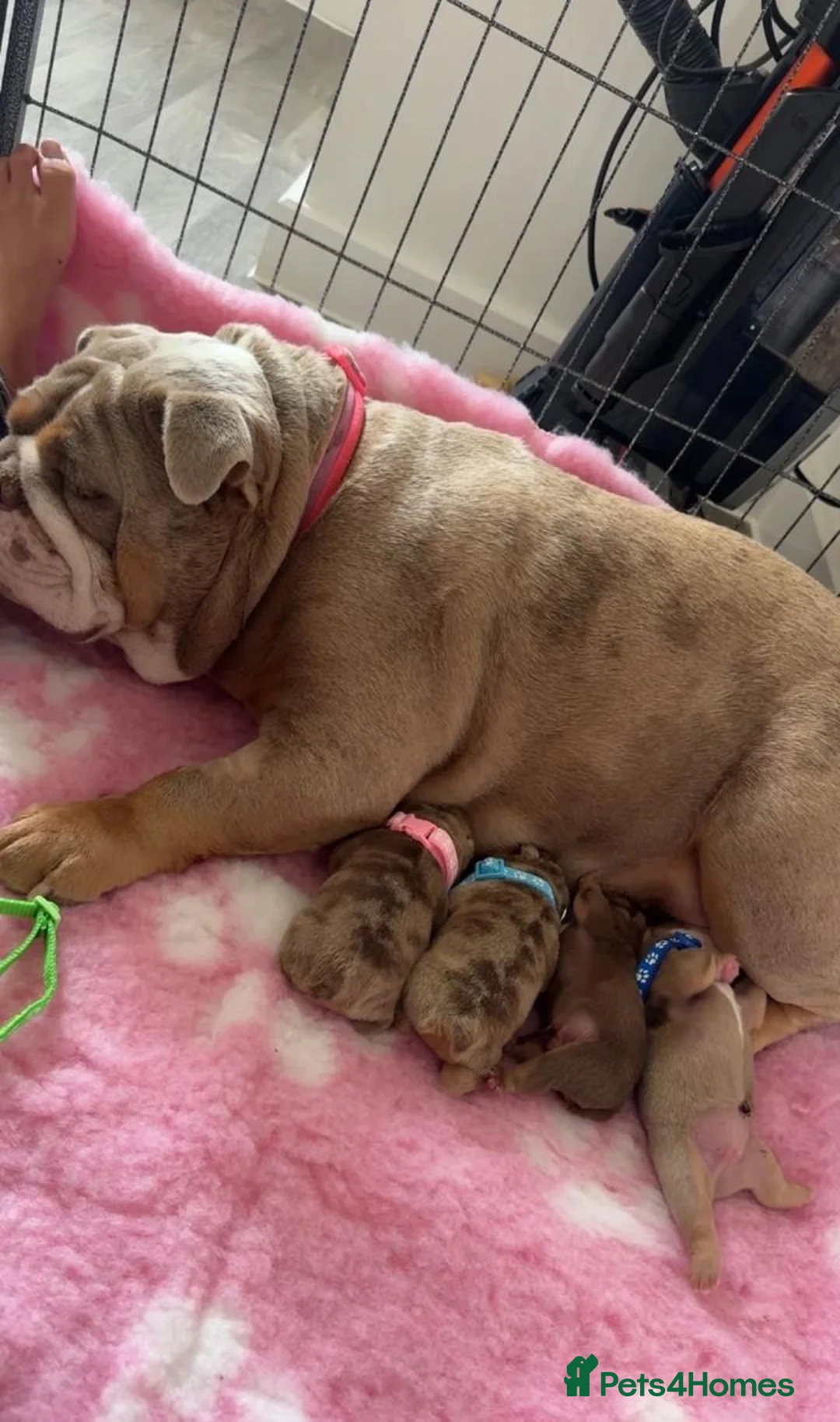 English Bulldog dogs for sale: Beautiful English Bulldog Puppies - Advert 2