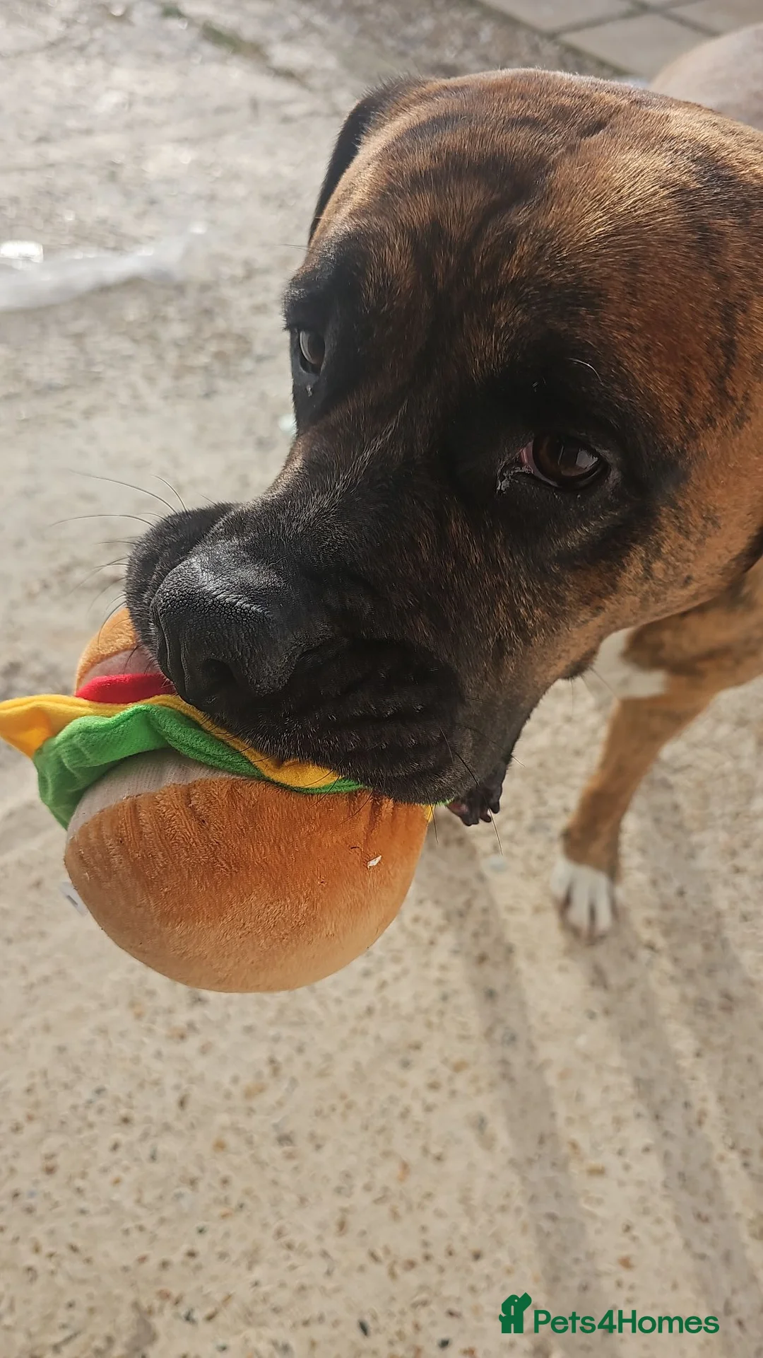 Mixed Breed dogs for sale: Bullboxer for rehoming in Eastbourne - Advert 2