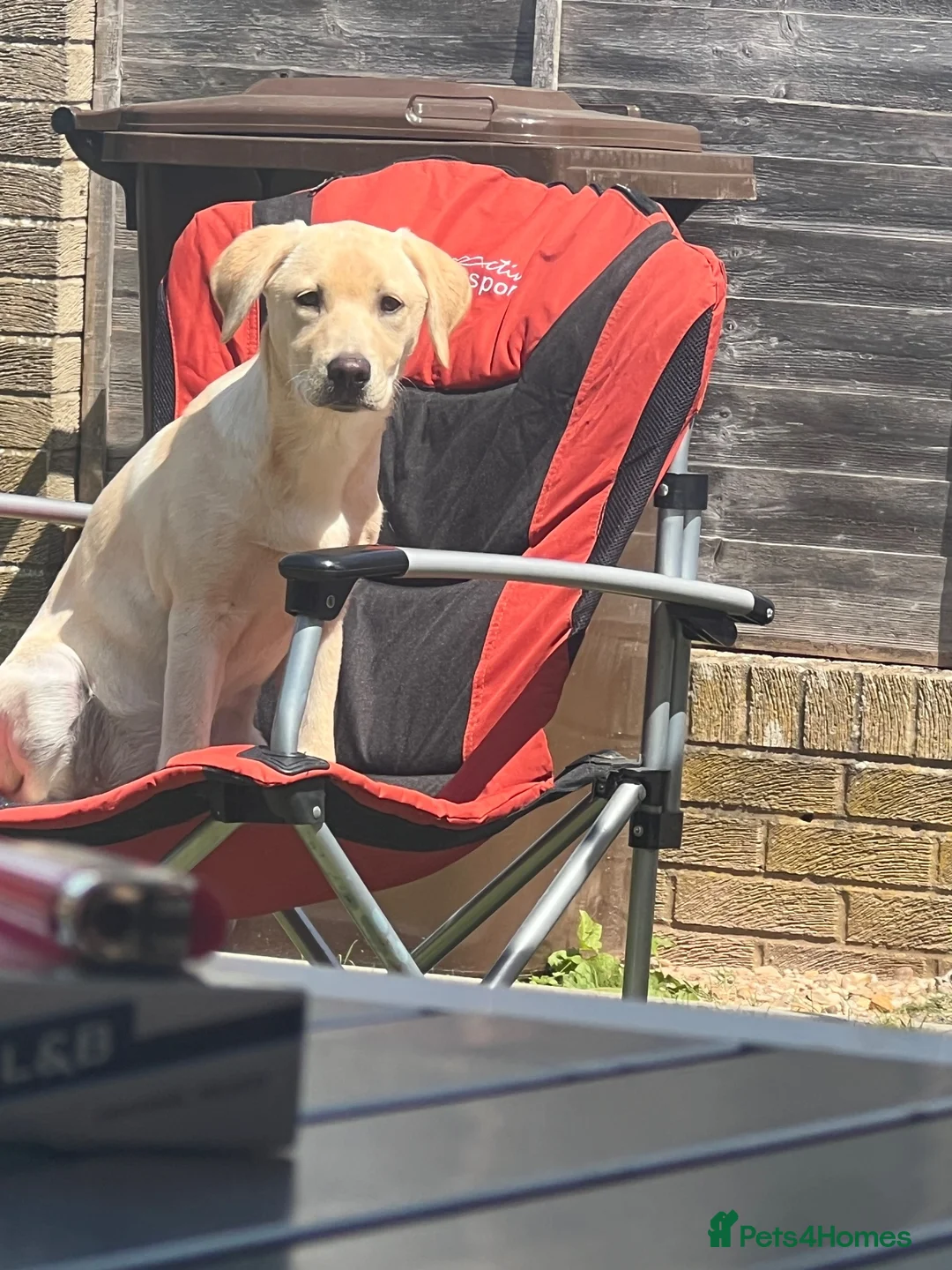 Labrador Retriever dogs for sale: 7 month old lab  - Advert 2