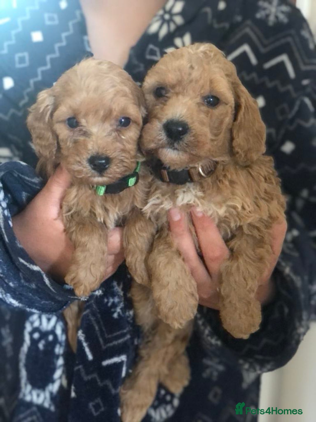 Miniature Poodle dogs for stud: Teddy boy kc registered poodle  in Carlisle - Advert 12