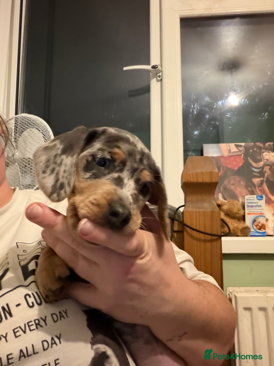 Dachshund dogs for sale: Isabella, pied, dapple dachshund - Advert 2