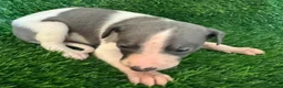 Whippet dogs for sale: ✨ EXCEPTIONAL PEDIGREE WHIPPETS  - Advert 18