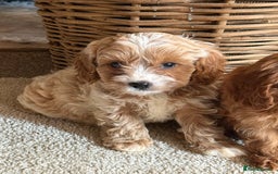 Cavapoo dogs for sale: Outstanding F1 Cavapoo Pups - Image 7