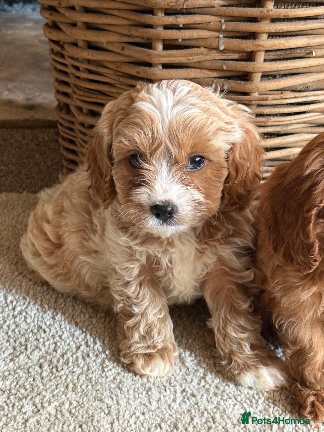 Cavapoo dogs for sale: Outstanding F1 Cavapoo Pups - Image 7
