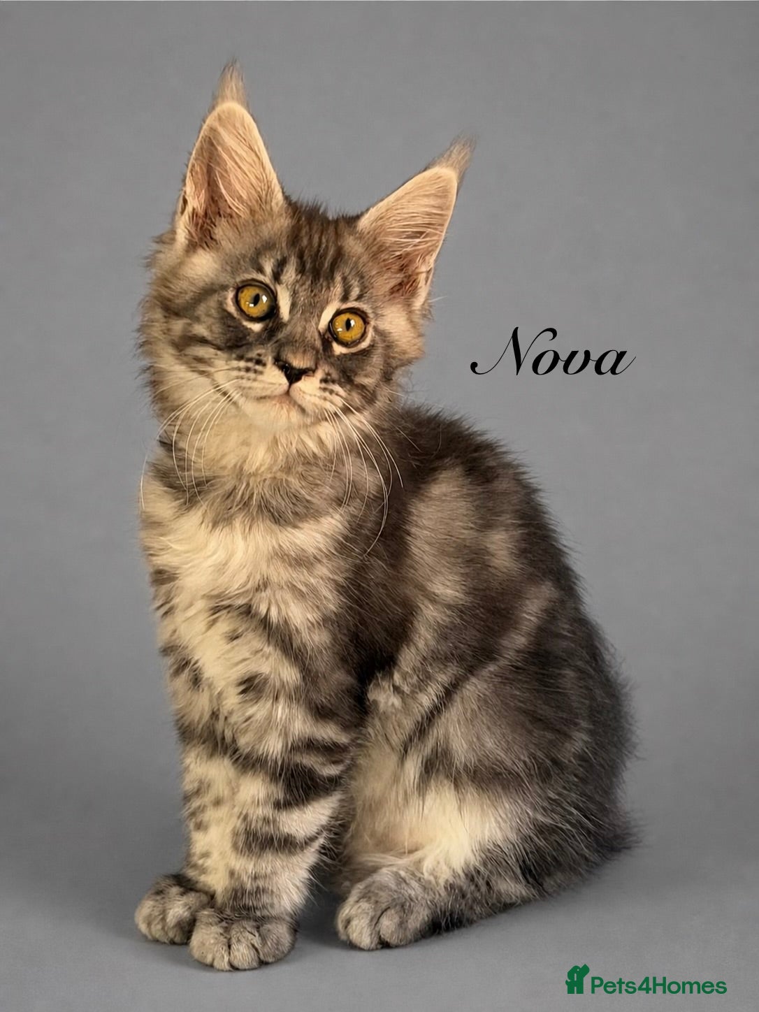 Maine Coon cats for sale: Maine Coon Kittens Champion Lines 3 GIRLS LEFT - Advert 1