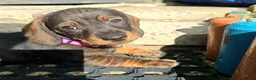 Dachshund dogs for sale: READY NOW Lovely Bunch Standard Dachshund puppies - Advert 17