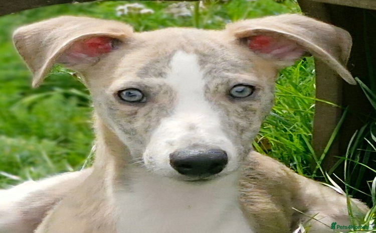 Whippet dogs - Advert 3