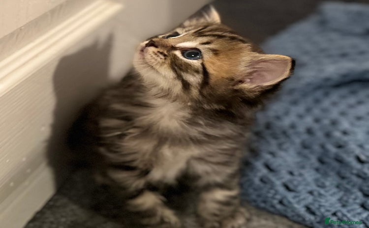 Mixed Breed cats - Advert 7