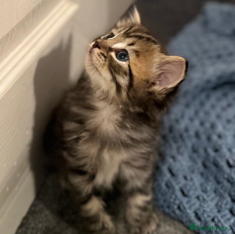 Mixed Breed cats - Advert 2