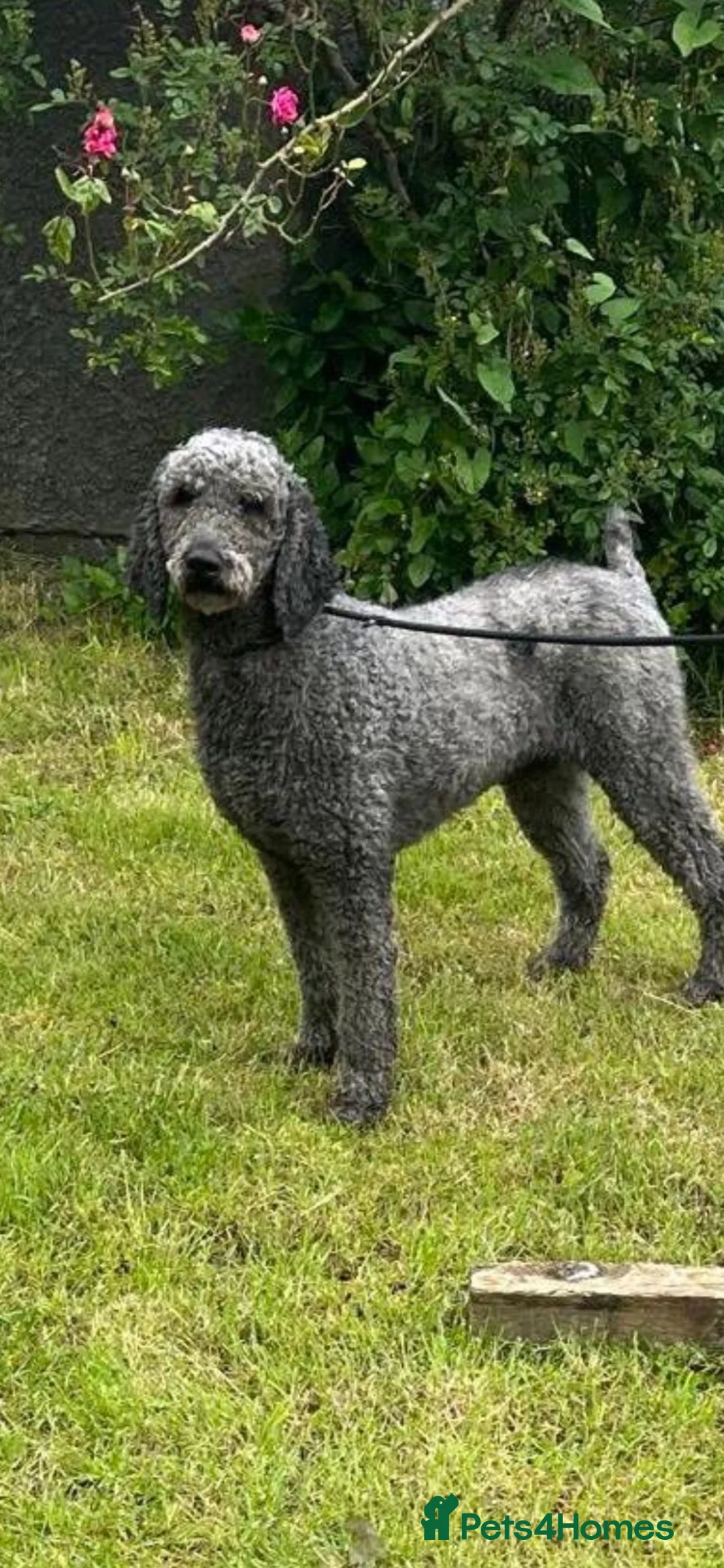 Standard Poodle dogs for sale: Kc Registered standard Poodle  - Advert 1