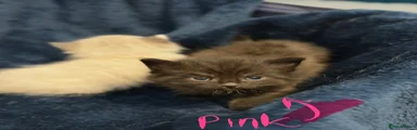 Mixed Breed Kitten 2
