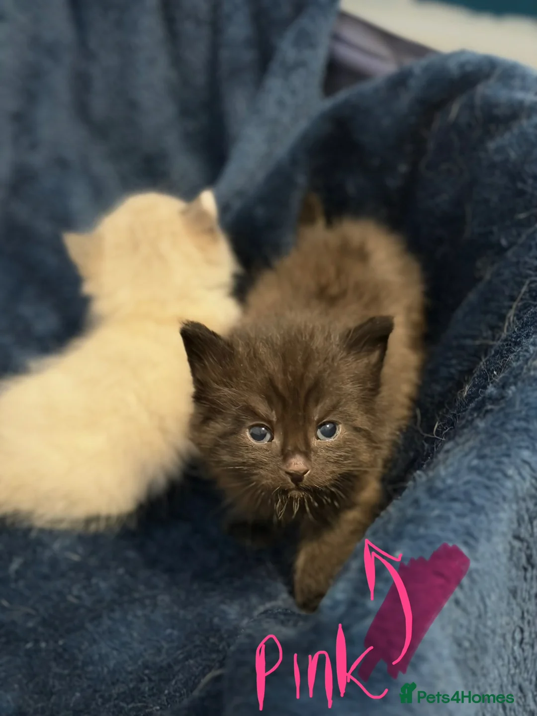 Mixed Breed cats for sale: Short haired cat x maine coon  - Advert 2