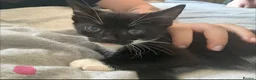 Mixed Breed cats for sale: 6 playful kittens  in New Milton - Advert 3