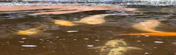 Koi Carp fish for sale: Fish pond plus fish  in Swadlincote - Advert 22