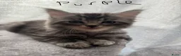 Maine Coon cats for sale: Beautiful Maine coons  in Tadley - Advert 14