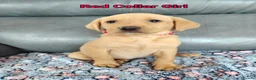 Labrador Retriever dogs for sale: Kc Reg Fox Red Labs From Health Tested Parents  - Advert 6