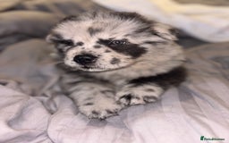 Chow Chow dogs for sale: Merle Chow Chow Pups 🐻 - Image 21