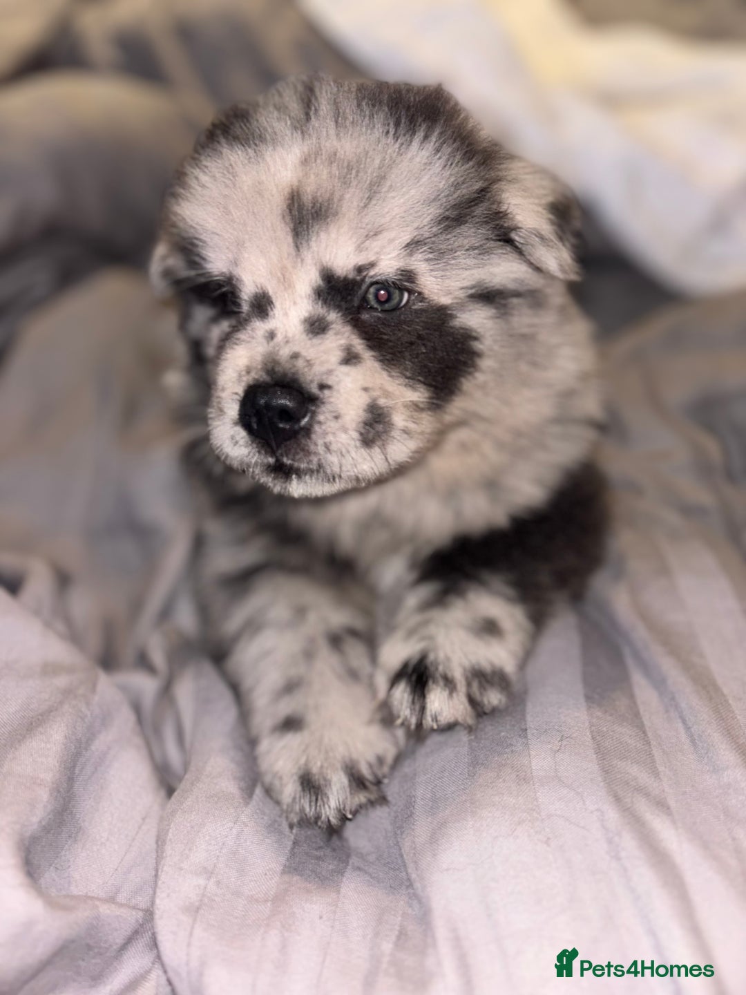 Chow Chow dogs for sale: Merle Chow Chow Pups 🐻 - Image 21