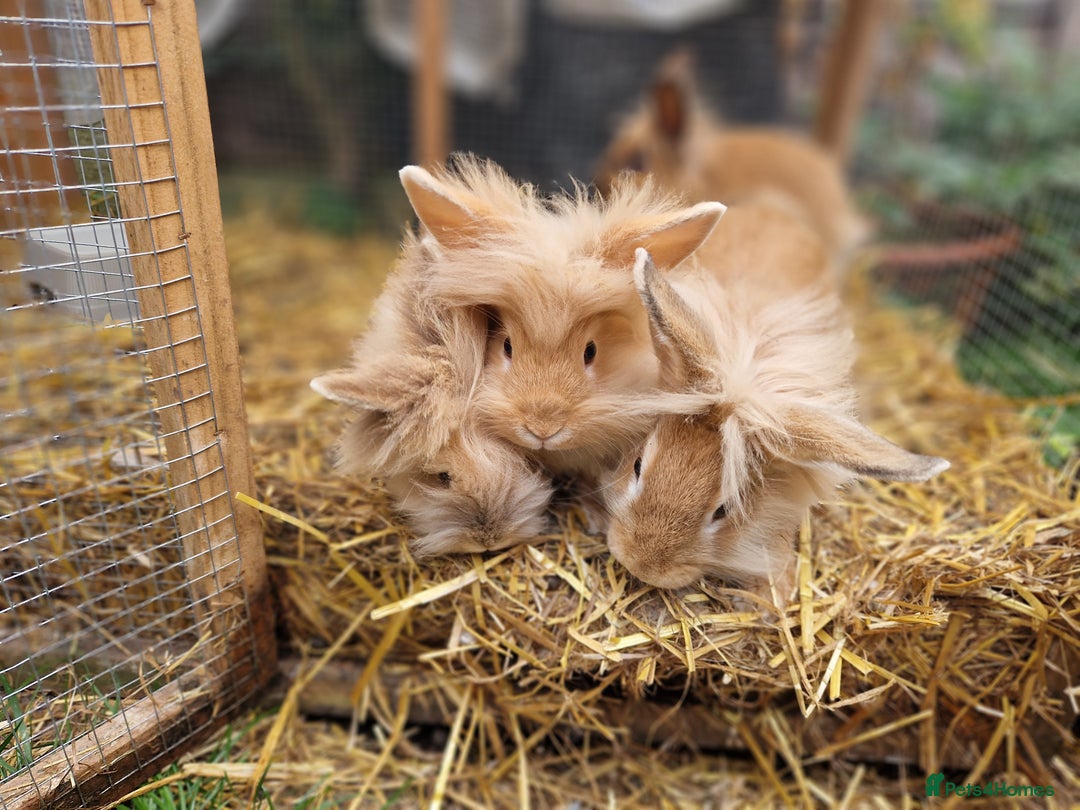 Lionhead rabbits for sale: Lovely ginger lionheads 3 girls 1 boy available - Image 6