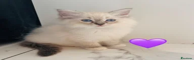 Ragdoll 6