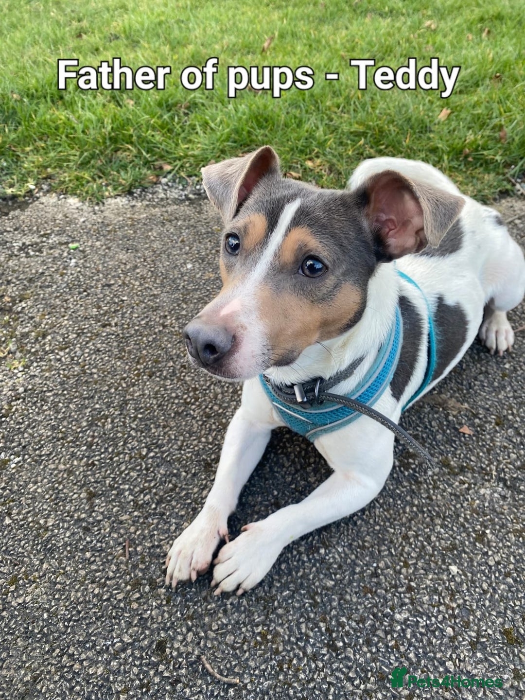 Jack Russell dogs for sale: Pure Jack russell puppies. Ultra-Rare colored.  - Advert 18