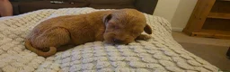 Labradoodle dogs for sale: F1B Labradoodle  - Advert 19